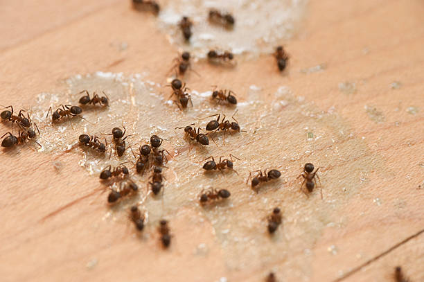 Best Ant Control Services  in Youngsville, LA